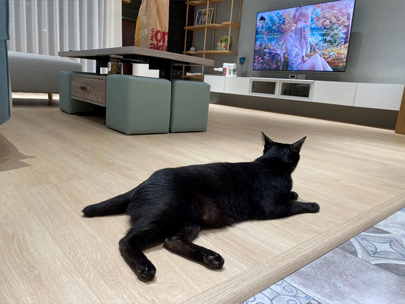 15 歲女生與貓的遊戲場 15 歲女生與貓的遊戲場