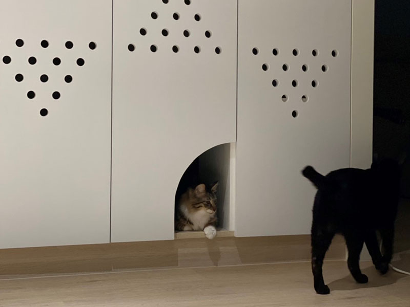 15 歲女生與貓的遊戲場 15 歲女生與貓的遊戲場