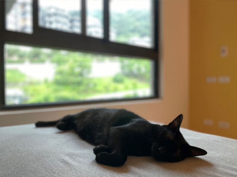 15 歲女生與貓的遊戲場 15 歲女生與貓的遊戲場