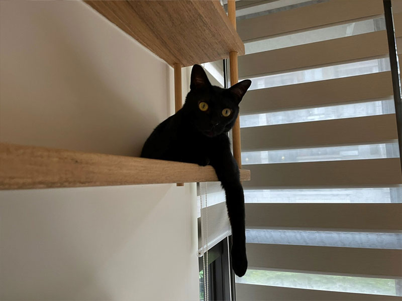 15 歲女生與貓的遊戲場 15 歲女生與貓的遊戲場